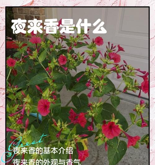 夜来香的养殖技巧和常见问题是什么？