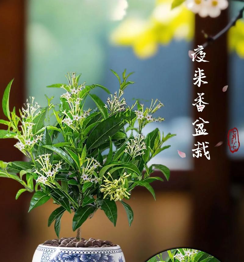 夜来香的养殖技巧和常见问题是什么？