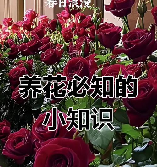如何长时间养护玫瑰花？有哪些技巧？