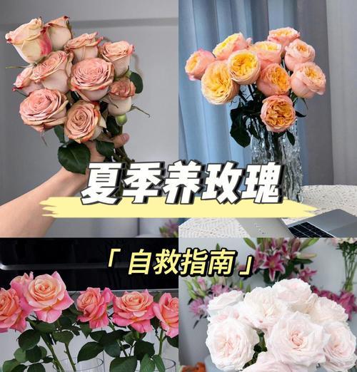 如何长时间养护玫瑰花？有哪些技巧？