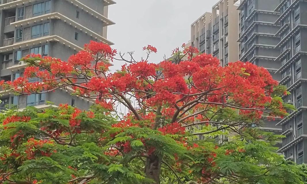 凤凰花的养殖技巧是什么？