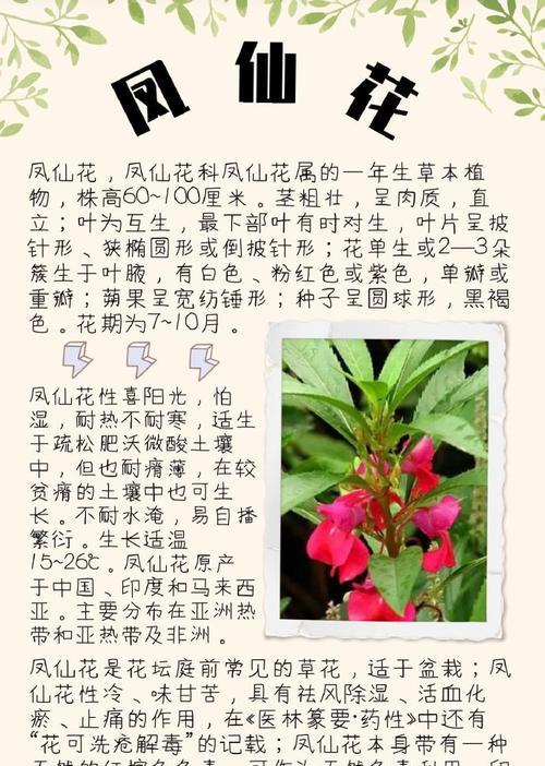 凤凰花的养殖技巧是什么？