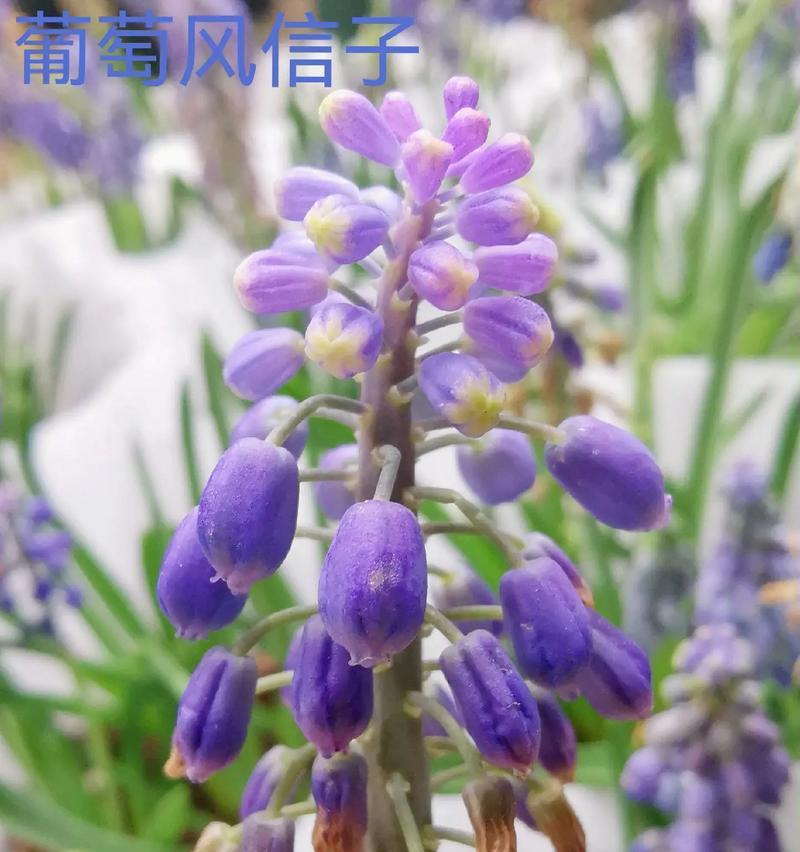 葡萄风信子怎么养护？葡萄风信子养护的正确方法是什么？
