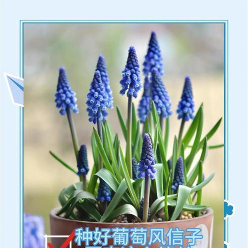 葡萄风信子怎么养护？葡萄风信子养护的正确方法是什么？