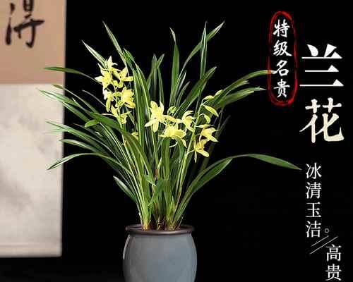 兰花盆栽怎么养？有哪些注意事项？