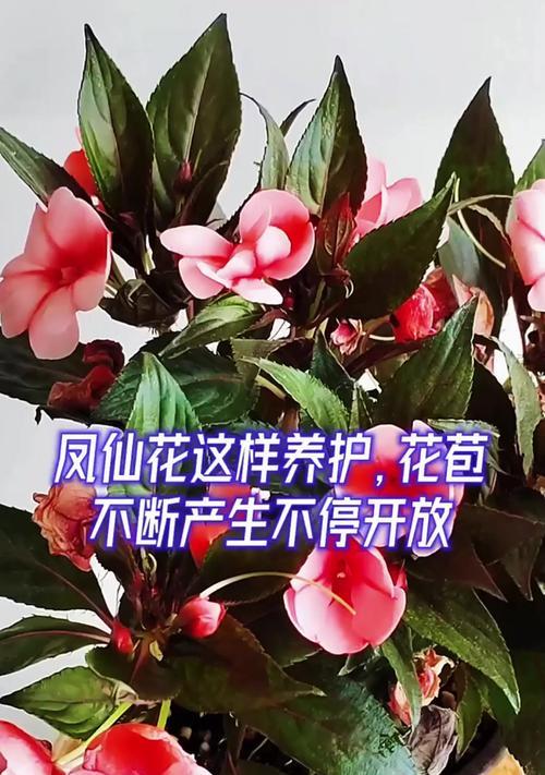 室内凤仙花的养护技巧有哪些？