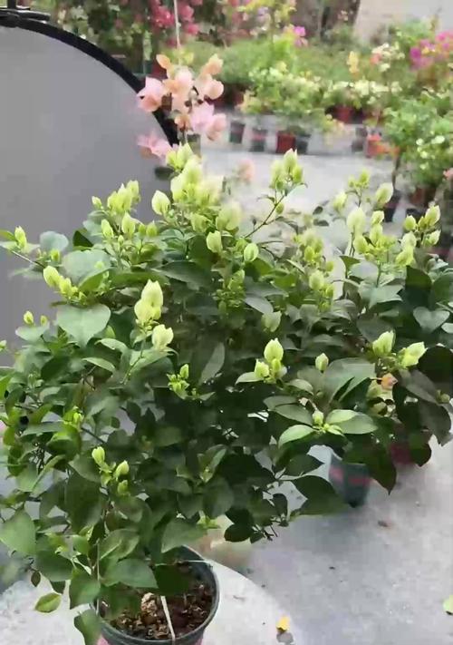 室内凤仙花的养护技巧有哪些？