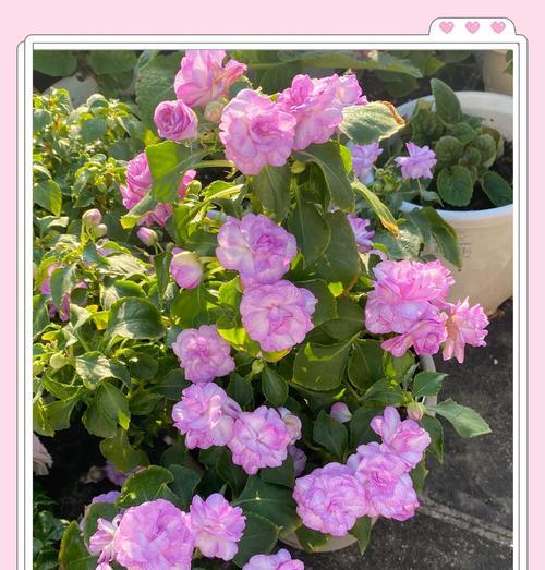 室内凤仙花的养护技巧有哪些？