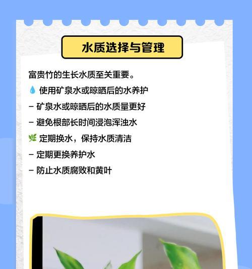 富贵竹叶子发黄？如何有效防止和处理？