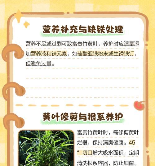 富贵竹叶子发黄？如何有效防止和处理？