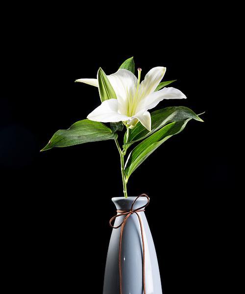 插花时选择哪种花最合适？插花花卉推荐？