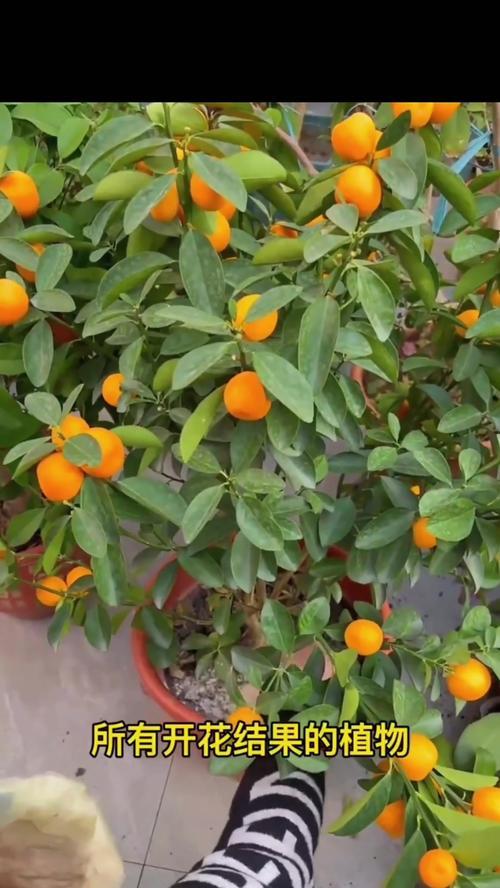 哪些植物既开花又结果？开花结果植物的种植与养护知识？
