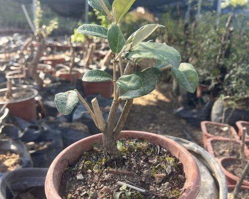 哪些植物既开花又结果？开花结果植物的种植与养护知识？