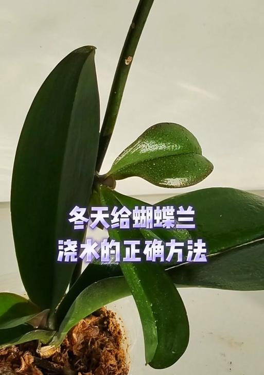 莲瓣兰浇水的正确方法是什么？