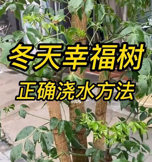 莲瓣兰浇水的正确方法是什么？