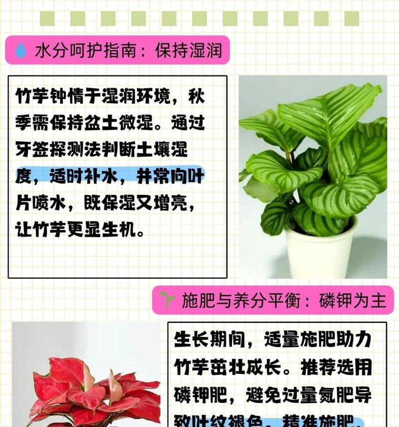 怎么养双线竹芋？双线竹芋的养护方法有哪些？