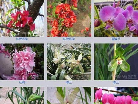 鲜花的品种有哪些？如何选择最美丽的鲜花？