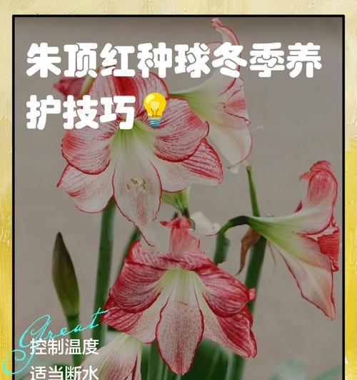 朱顶红冬季如何安全过冬？有哪些注意事项？