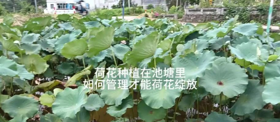 荷花的种植和养护技巧有哪些？