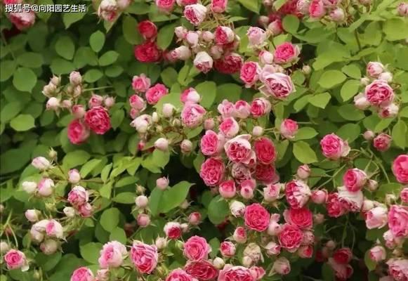 月季花经典品种有哪些？如何挑选最美丽的月季？