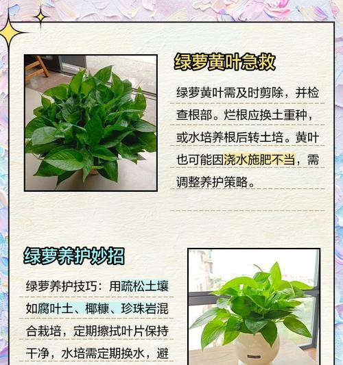 土养绿萝施肥的正确方法是什么？