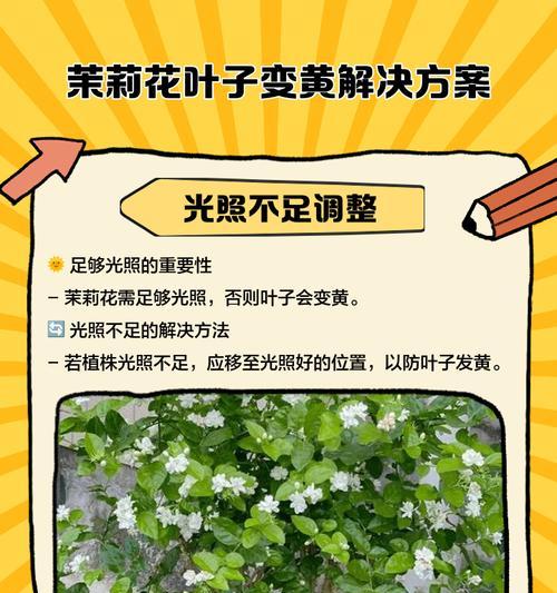 花卉发黄问题：是什么导致了花叶变黄？