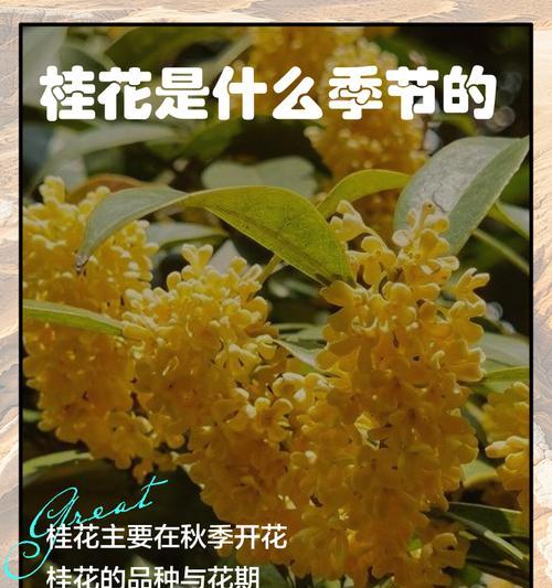金桂开花的季节是什么时候？