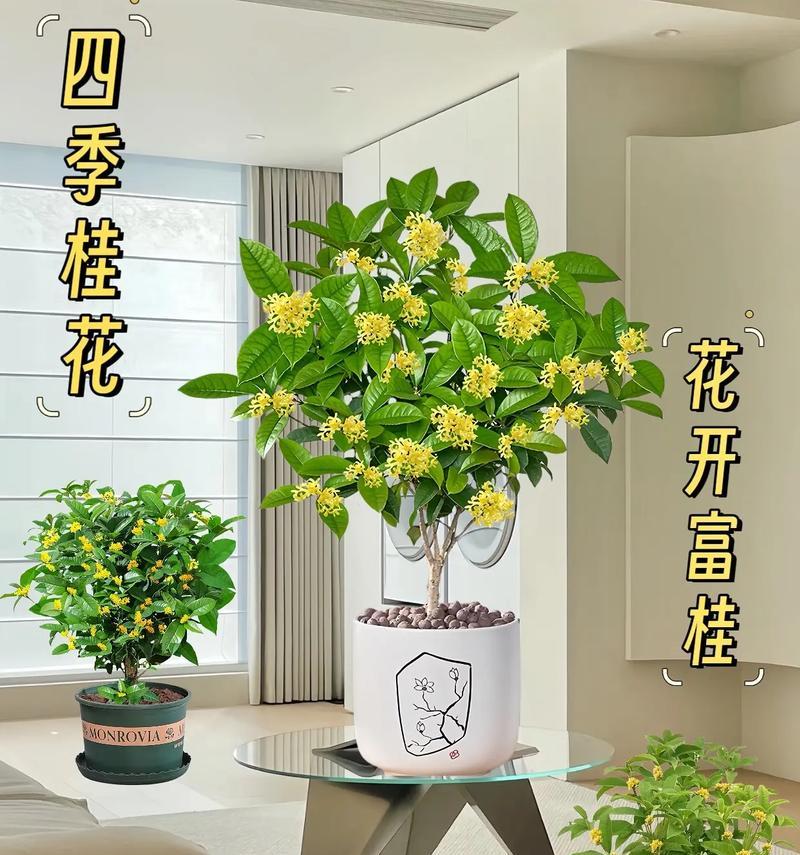 金桂开花的季节是什么时候？