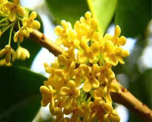 金桂开花的季节是什么时候？
