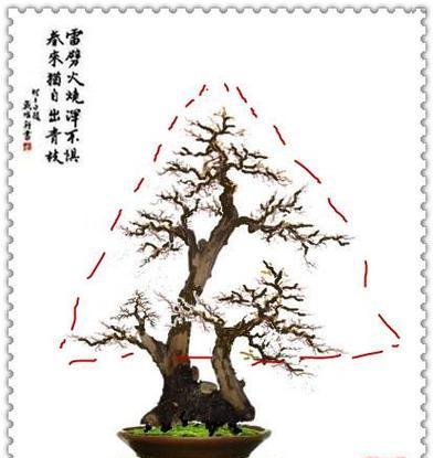 如何设计盆景？盆景设计的基本原则和步骤是什么？