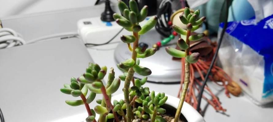 虹之玉修剪技巧有哪些？怎样修剪能保持其美观？