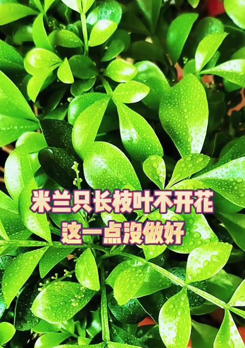米兰干叶子是怎么回事？米兰叶子干枯的原因及解决方法是什么？