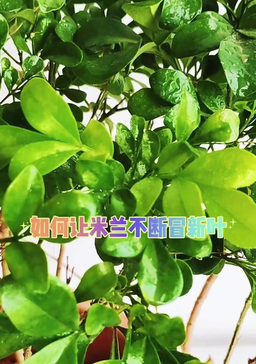 米兰干叶子是怎么回事？米兰叶子干枯的原因及解决方法是什么？