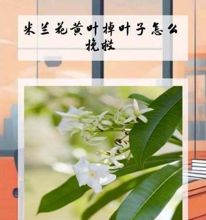 米兰花施肥的正确方法和肥料选择是什么？