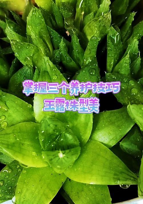 玉露小苗养护要点是什么？怎样促进其健康成长？