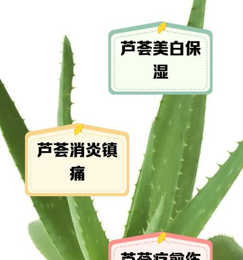 芦荟叶子的正确使用方法有哪些？芦荟叶子有哪些用途？