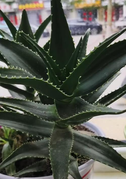 芦荟叶子的正确使用方法有哪些？芦荟叶子有哪些用途？