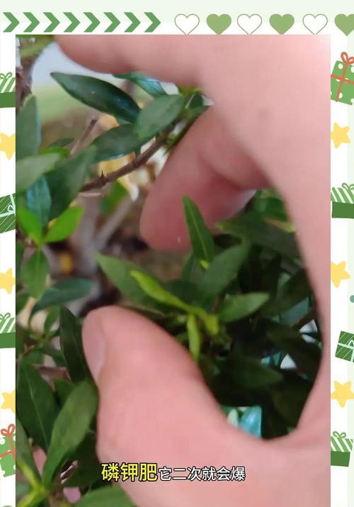 牡丹栀子花的修剪技巧有哪些？