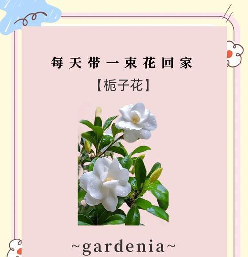 桅子花养护技巧是什么？如何让桅子花开出更多花朵？