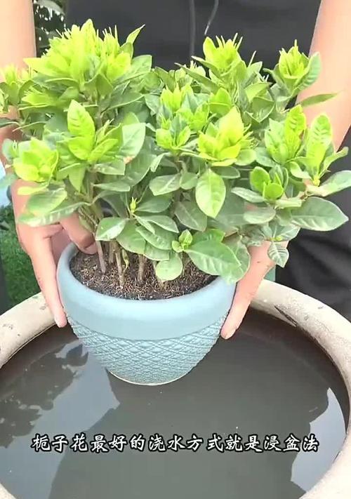 桅子花养护技巧是什么？如何让桅子花开出更多花朵？