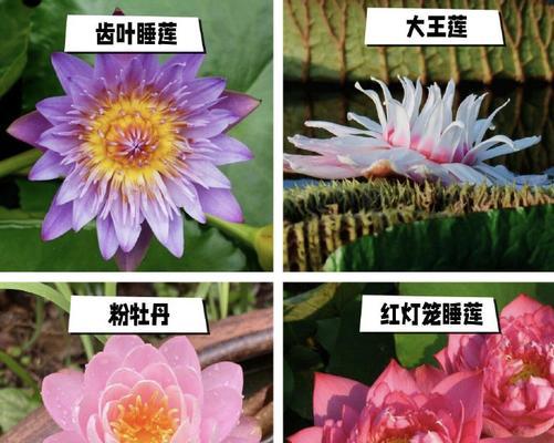 多年生花卉的定义是什么？
