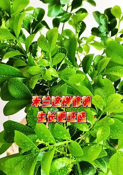 米兰的养殖方法和常见问题解答？