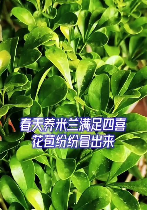米兰的养殖方法和常见问题解答？