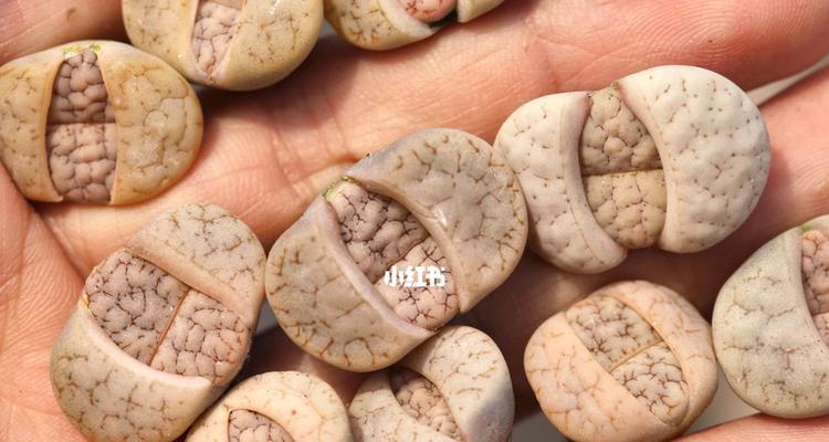 荒玉哪个品种最受欢迎？选择荒玉品种的技巧是什么？