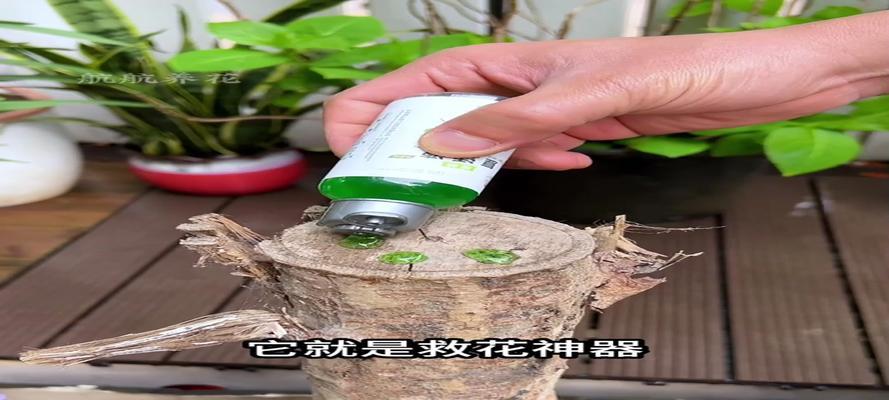发财花的养殖方法是什么？