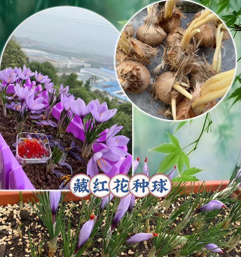 番红花种植过程中需要注意哪些问题？