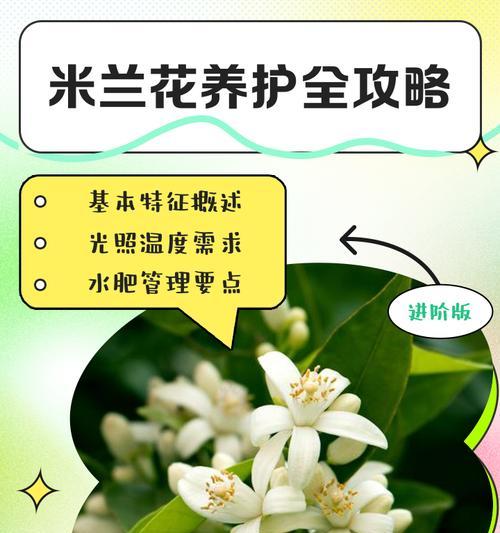 米兰的种植技巧和注意事项是什么？