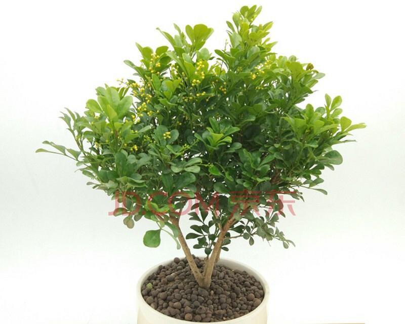 米兰的种植技巧和注意事项是什么？