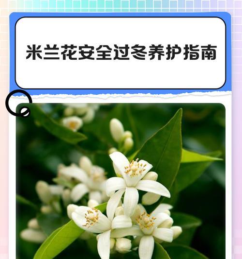 米兰的种植技巧和注意事项是什么？