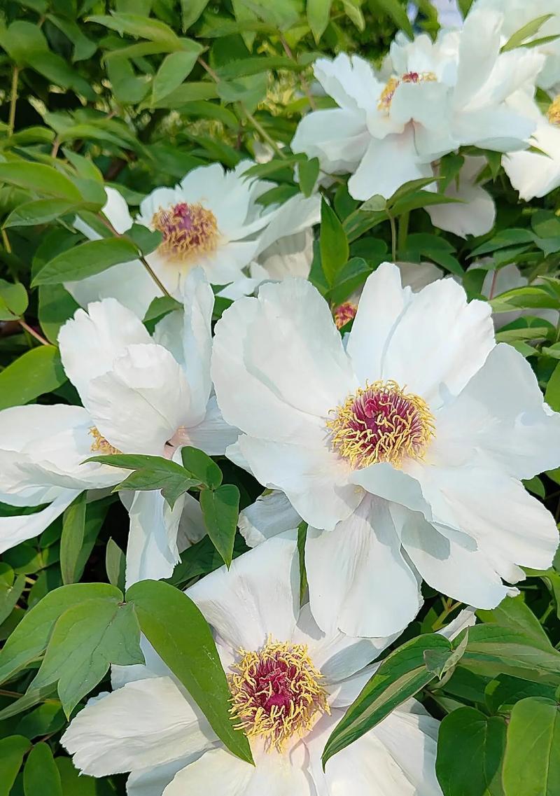 牡丹花的形状像什么？如何辨别牡丹花的品种？